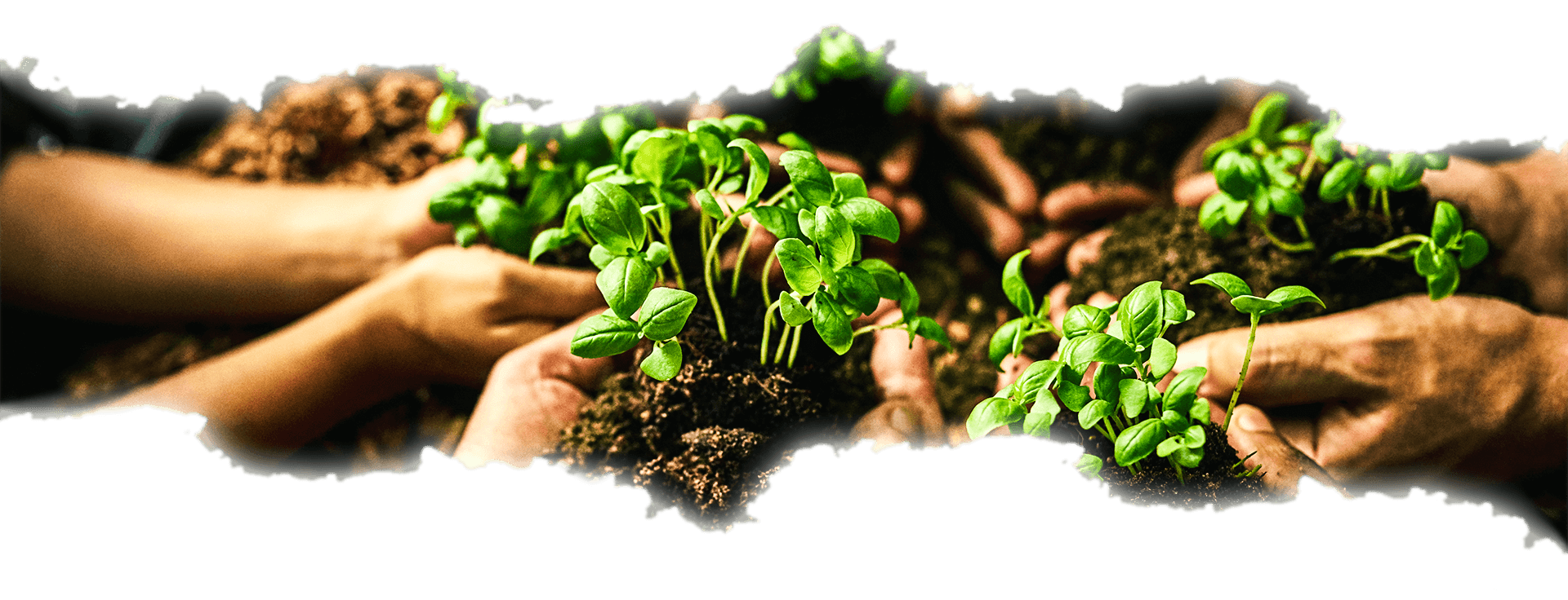 Manos sosteniendo plantas - Compromiso ambiental ENALIA